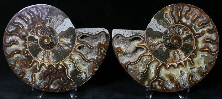 Cut/Polished Ammonite Pair - Agatized #21790